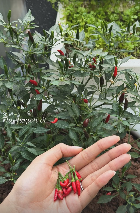 Chu Thanh Huyền đến ớt cũng phải đi xin h&agrave;ng x&oacute;m, nh&igrave;n sang Do&atilde;n Hải My ra cửa nh&agrave; h&aacute;i xo&agrave;i cả rổ ăn kh&ocirc;ng ch&aacute;n - Ảnh 3.