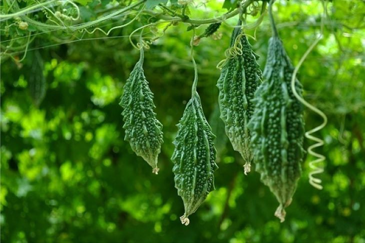 Đang m&ugrave;a mướp đắng, người huyết &aacute;p cao được cảnh b&aacute;o phải ăn đ&uacute;ng c&aacute;ch - Ảnh 1.