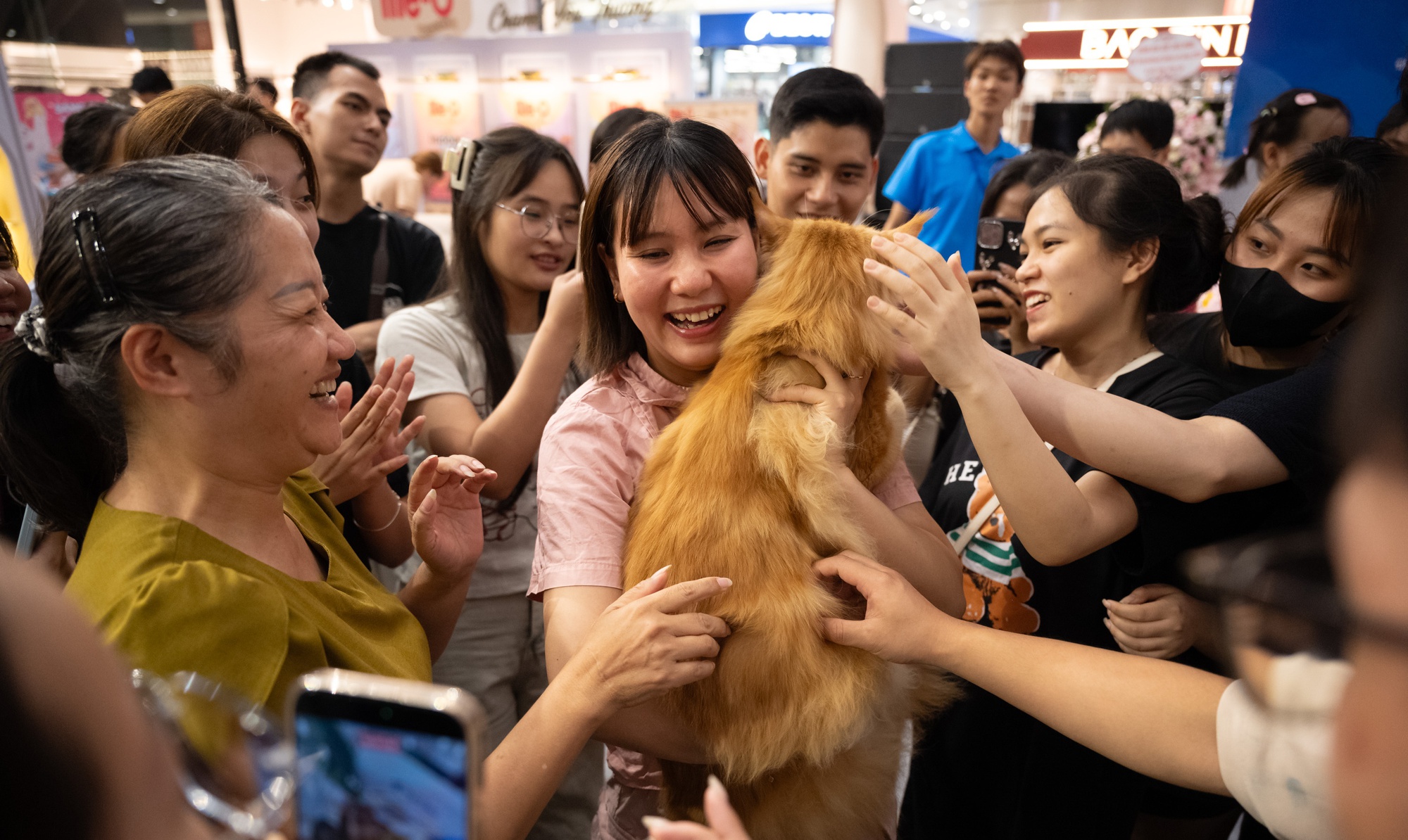 Cupido - &ldquo;idol t&oacute;p t&oacute;p&rdquo; đăng quang "Hoa hậu" cuộc thi m&egrave;o đẹp: Gi&aacute; v&agrave;i trăm triệu, ăn thịt b&ograve; h&agrave;ng ng&agrave;y- Ảnh 22.