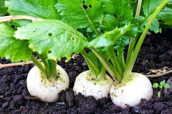 6 loại rau n&ecirc;n trồng ngay b&acirc;y giờ- Ảnh 4.