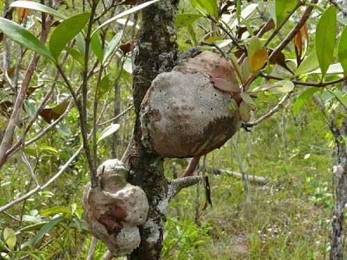 Loại gỗ triệu c&acirc;y mới c&oacute; một ở Việt Nam: Gi&aacute; tới 30 tỷ đồng/kg, đại gia Nhật - Trung c&oacute; tiền cũng kh&oacute; mua- Ảnh 2.