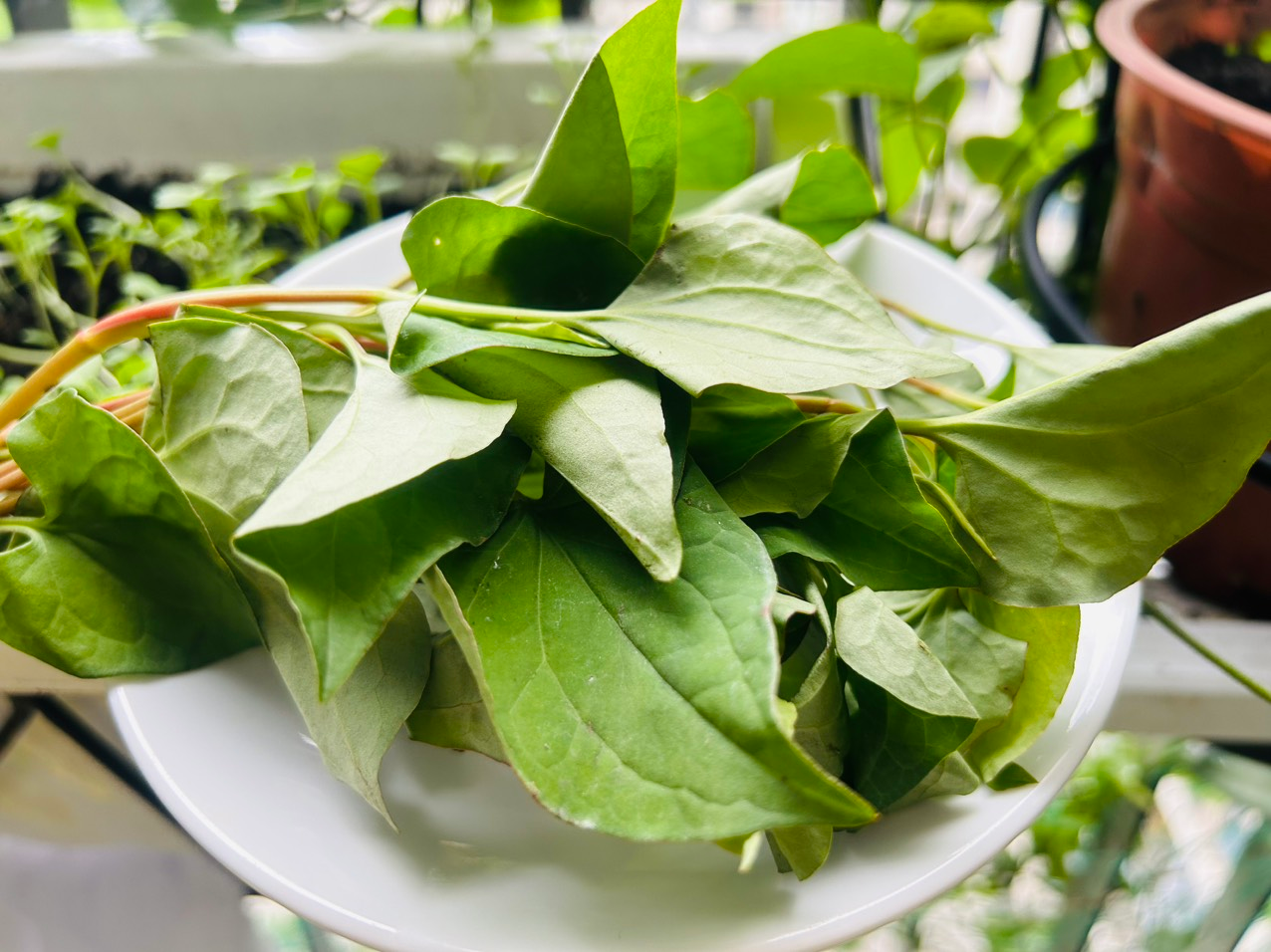 Lời khuy&ecirc;n d&agrave;nh cho những gia đ&igrave;nh đang trồng rau diếp c&aacute; - Ảnh 2.