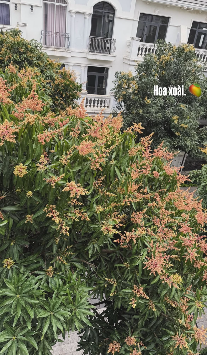 Thứ tr&aacute;i c&acirc;y rẻ b&egrave;o được giới nh&agrave; gi&agrave;u m&ecirc; nhất hiện tại: Tăng Thanh H&agrave;, Mỹ T&acirc;m, Do&atilde;n Hải My trồng k&iacute;n biệt thự- Ảnh 13.