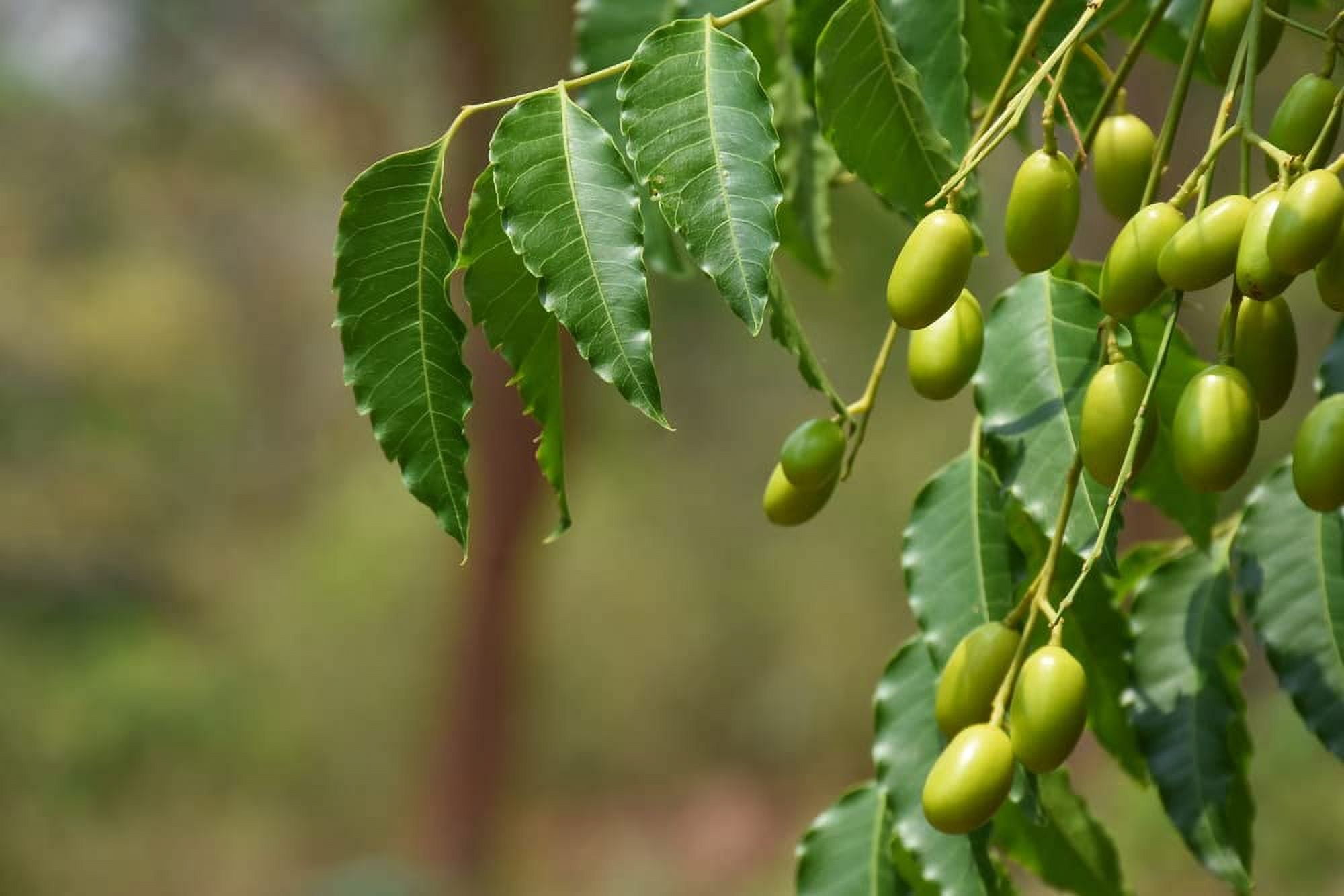 5 loại c&acirc;y n&ecirc;n trồng tr&ecirc;n s&acirc;n thượng v&agrave;o m&ugrave;a h&egrave; - Ảnh 3.