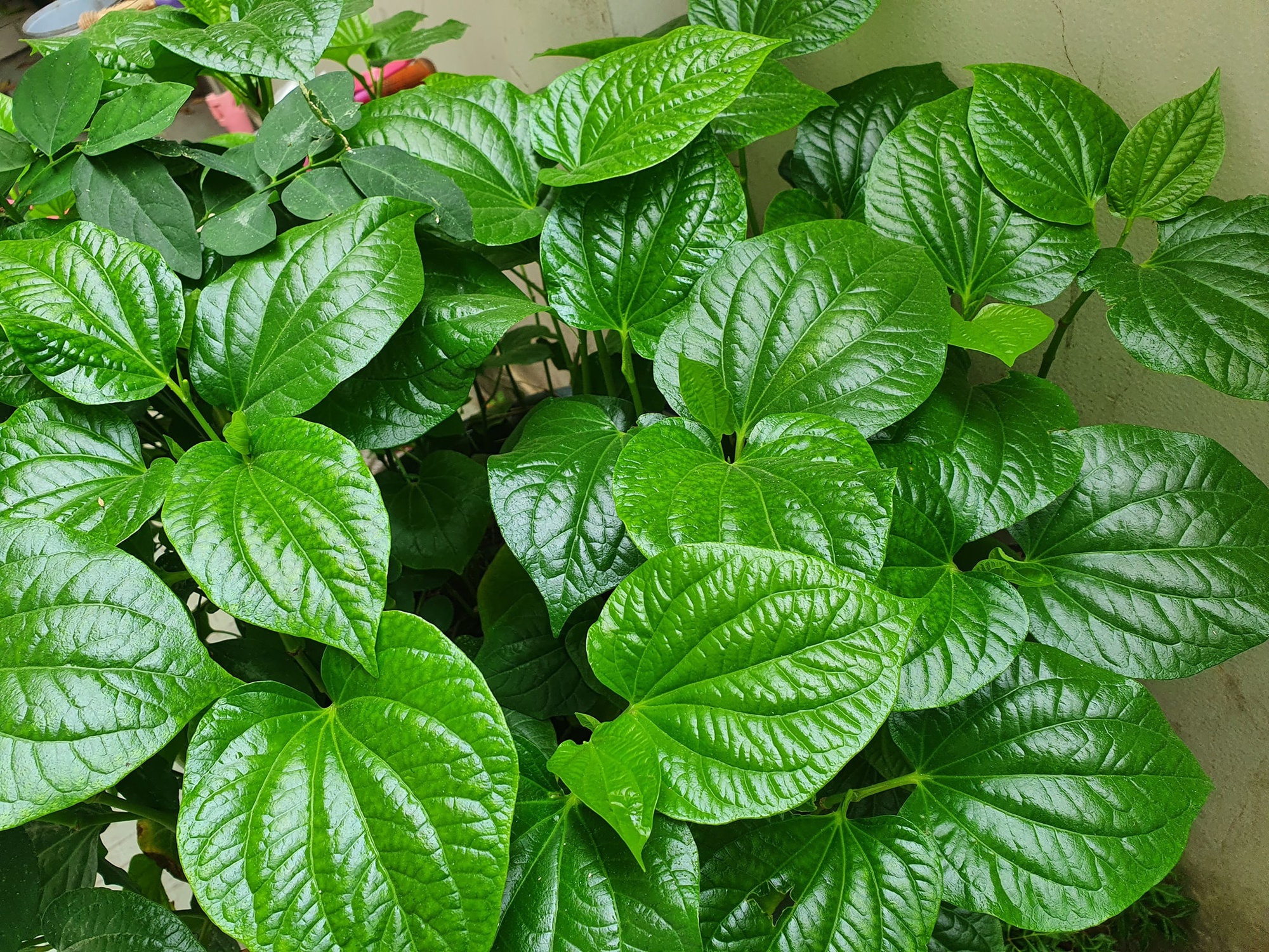 4 l&yacute; do n&ecirc;n trồng l&aacute; lốt trong nh&agrave; - Ảnh 2.