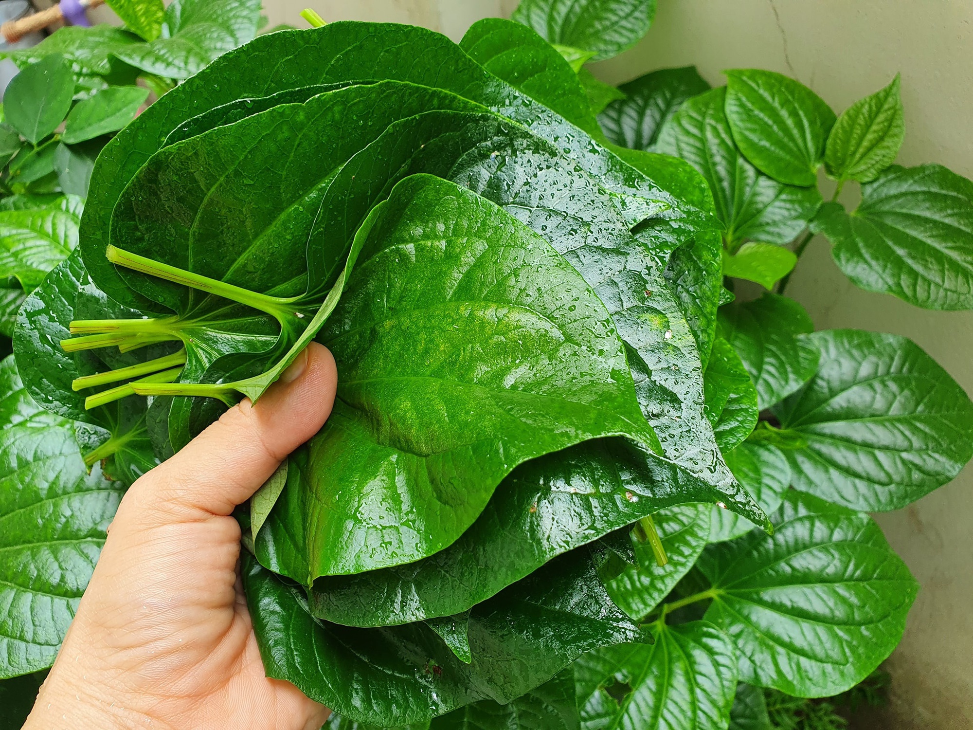 4 l&yacute; do n&ecirc;n trồng l&aacute; lốt trong nh&agrave; - Ảnh 3.