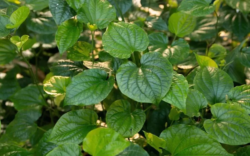 4 l&yacute; do n&ecirc;n trồng l&aacute; lốt trong nh&agrave; - Ảnh 1.