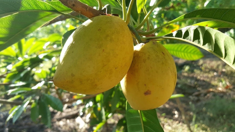Từng rụng đầy gốc kh&ocirc;ng ai h&aacute;i, loại quả qu&ecirc; n&agrave;y sang trời T&acirc;y bỗng th&agrave;nh 'v&agrave;ng r&ograve;ng' gi&aacute; 2 triệu/kg.  - Ảnh 1.