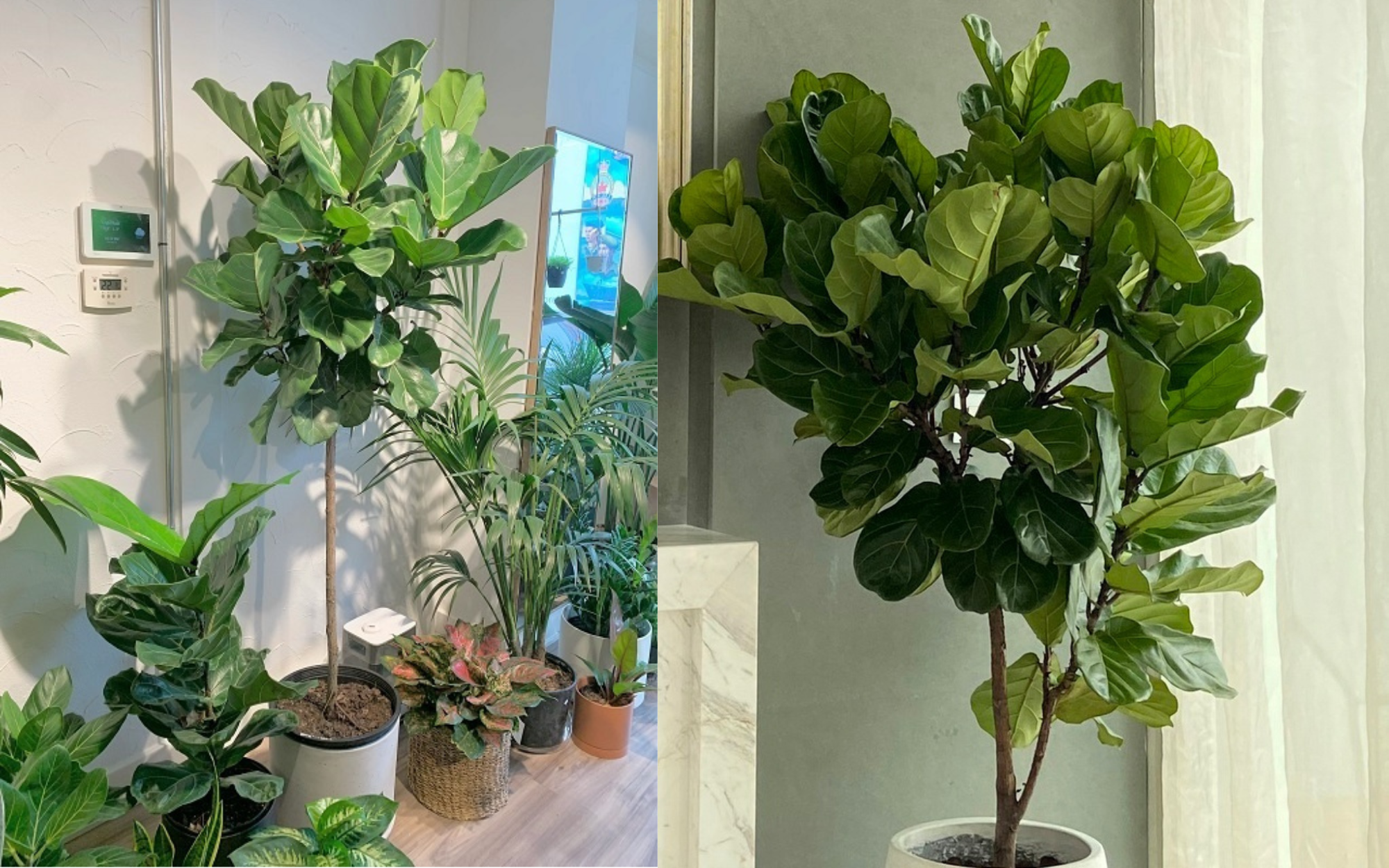 Lời khuy&ecirc;n d&agrave;nh cho gia đ&igrave;nh đang trồng c&acirc;y ph&aacute;t lộc - Ảnh 3.