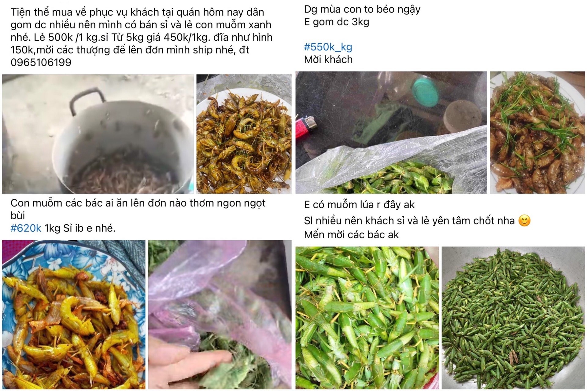 "C&ocirc;n tr&ugrave;ng bay" gi&aacute; cả triệu đồng/kg: Ngon, bổ nhưng khi ăn cần lưu &yacute;- Ảnh 4.