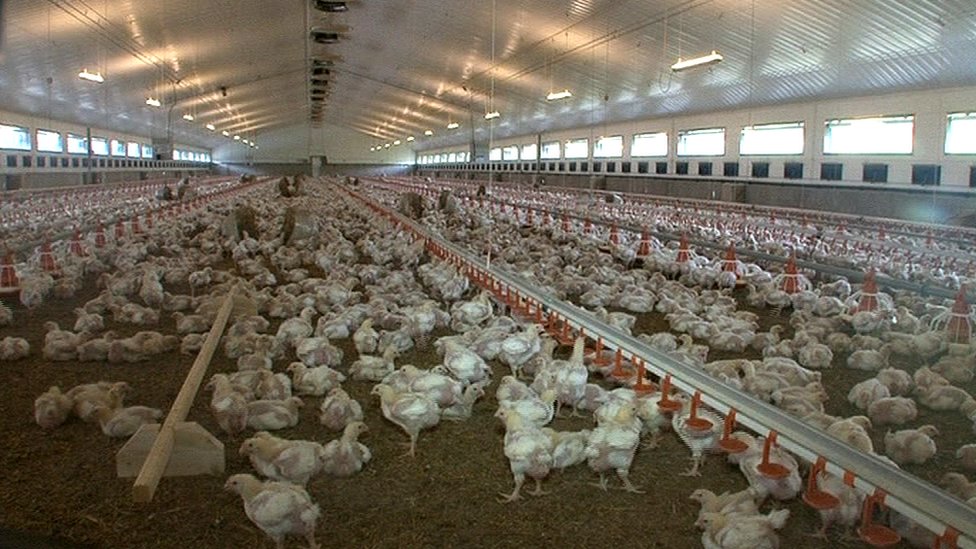 Đột nhập nh&agrave; m&aacute;y g&agrave; c&ocirc;ng nghiệp xuất xưởng 6 triệu con/tuần: V&igrave; sao g&agrave; ở đ&acirc;y "lớn nhanh như thổi", đạt 2,5kg chỉ sau 35 ng&agrave;y?- Ảnh 2.