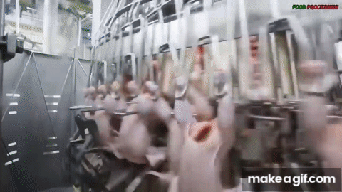 Đột nhập nh&agrave; m&aacute;y g&agrave; c&ocirc;ng nghiệp xuất xưởng 6 triệu con/tuần: V&igrave; sao g&agrave; ở đ&acirc;y "lớn nhanh như thổi", đạt 2,5kg chỉ sau 35 ng&agrave;y?- Ảnh 6.