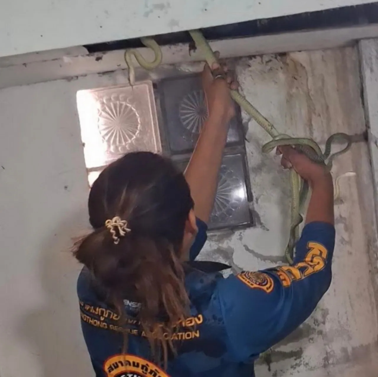 Người phụ nữ d&ugrave;ng tay kh&ocirc;ng bắt sống 5 con rắn ẩn nấp trong ph&ograve;ng tắm - Ảnh 1.