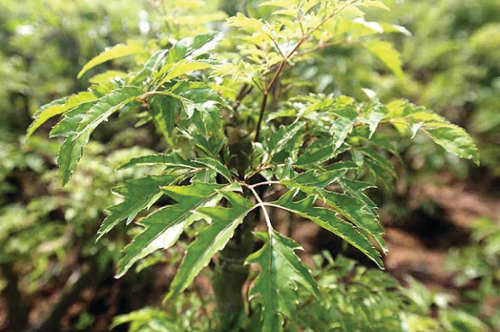 3 l&yacute; do đinh lăng được v&iacute; l&agrave; "s&acirc;m Nam" của người Việt - Ảnh 1.