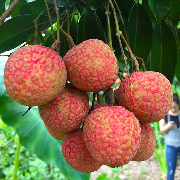 Top 9 loại quả m&ugrave;a h&egrave; vừa ngon vừa rẻ, cứ ra chợ l&agrave; mua được- Ảnh 2.