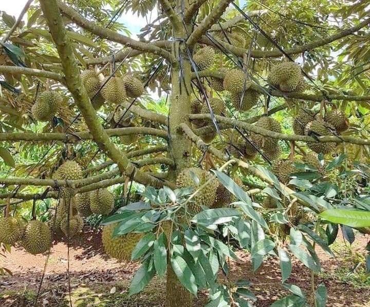 D&acirc;n mạng ph&aacute;t sốt v&igrave; "sầu ri&ecirc;ng"v&agrave;o m&ugrave;a: Ăn thường xuy&ecirc;n, cơ thể c&oacute; thể gặp loạt biến đổi bất ngờ  - Ảnh 4.