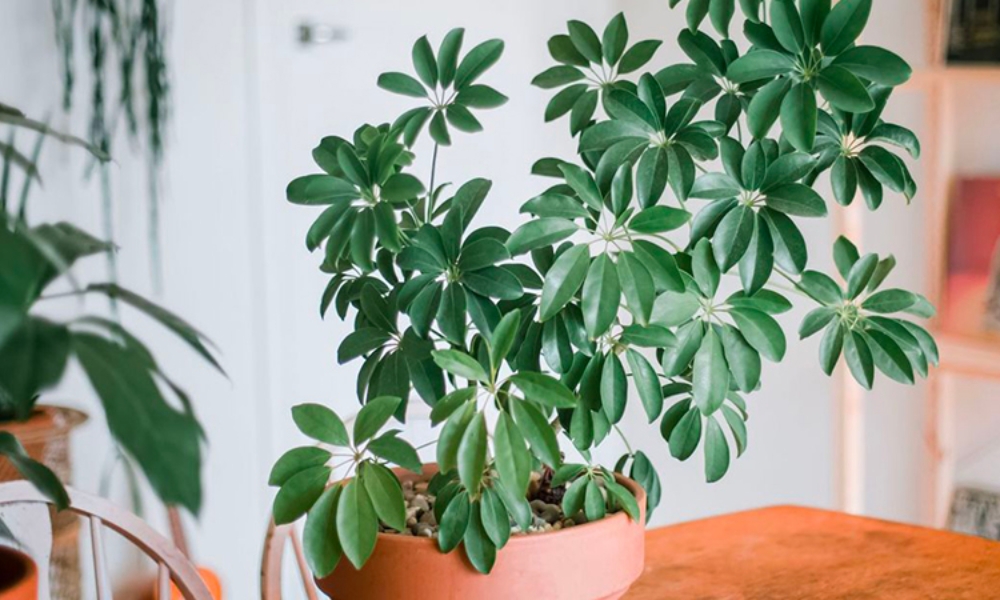 Lợi &iacute;ch khi trồng c&acirc;y ngũ gia b&igrave;- Ảnh 1.