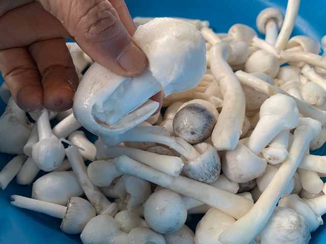 Lo&agrave;i c&acirc;y kỳ lạ chỉ ra 