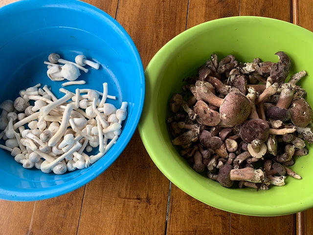 Lo&agrave;i c&acirc;y kỳ lạ chỉ ra 