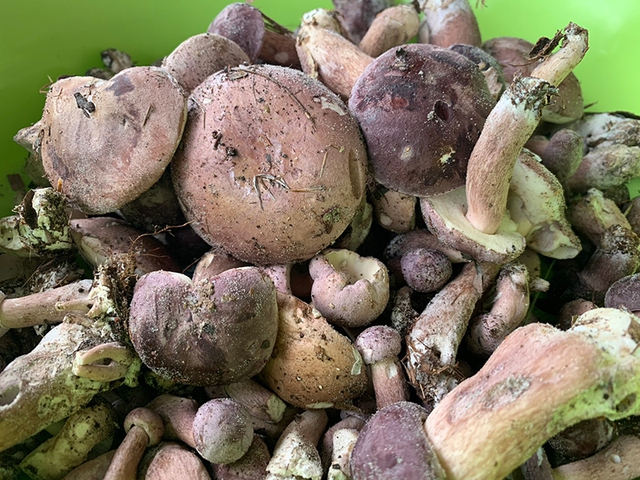 Lo&agrave;i c&acirc;y kỳ lạ chỉ ra 