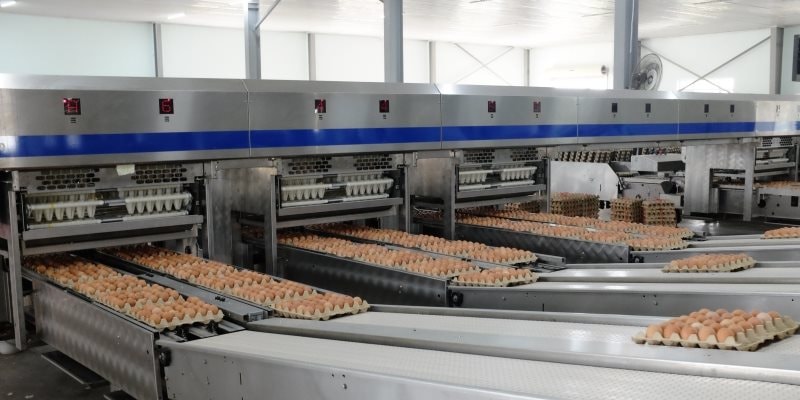 &ldquo;Cỗ m&aacute;y&rdquo; sản xuất 1 triệu quả trứng/ng&agrave;y của tỷ ph&uacute; Trần Đ&igrave;nh Long: Nu&ocirc;i 1,2 triệu con g&agrave;, vận h&agrave;nh bằng robot ch&acirc;u &Acirc;u- Ảnh 1.