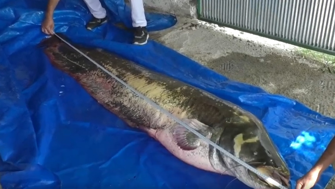 Người đ&agrave;n &ocirc;ng c&acirc;u được con c&aacute; tr&ecirc; khổng lồ nặng 110 kg, d&agrave;i 2,5 m&eacute;t - Ảnh 1.