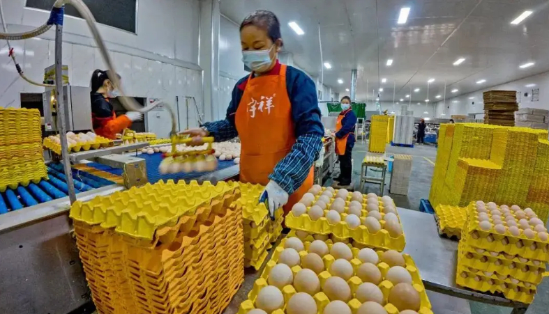 "Đột nhập" nh&agrave; m&aacute;y sản xuất 450.000 quả trứng tươi/ng&agrave;y, ph&aacute;t hiện "th&ocirc;ng tin" về d&acirc;y chuyền chế biến được đầu tư hơn 193 tỷ đồng- Ảnh 1.