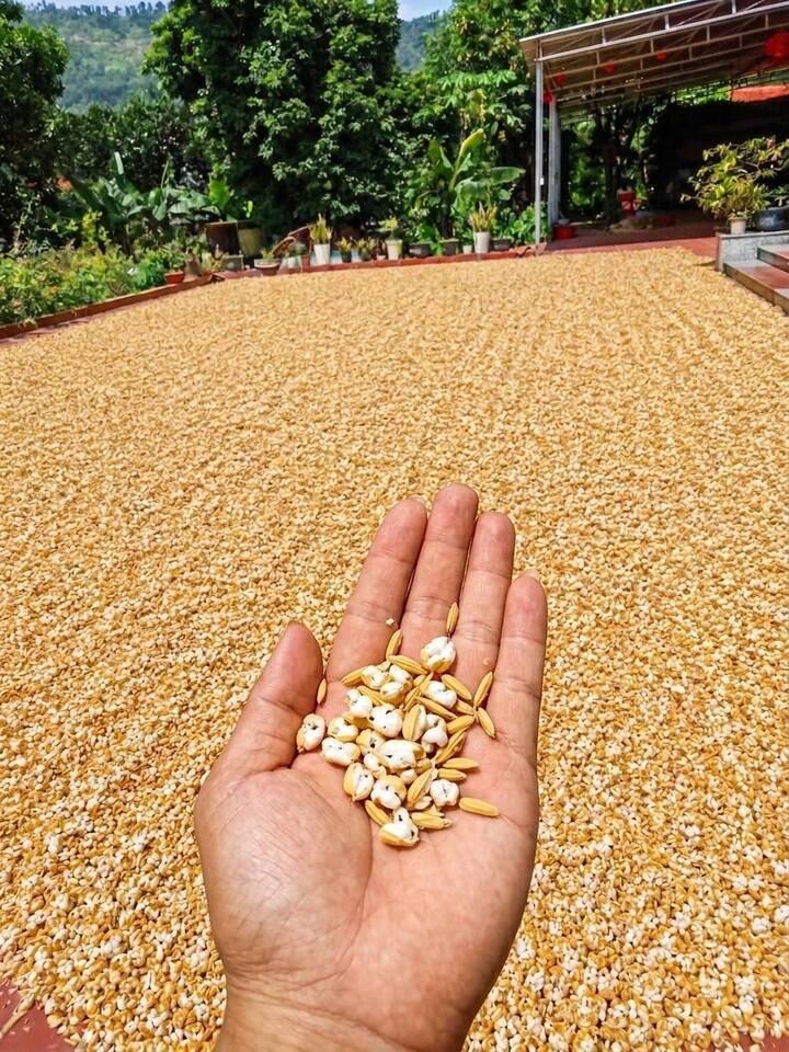 Bức ảnh trời n&oacute;ng đến mức th&oacute;c phơi nổ th&agrave;nh bỏng: Chuy&ecirc;n gia l&ecirc;n tiếng- Ảnh 1.