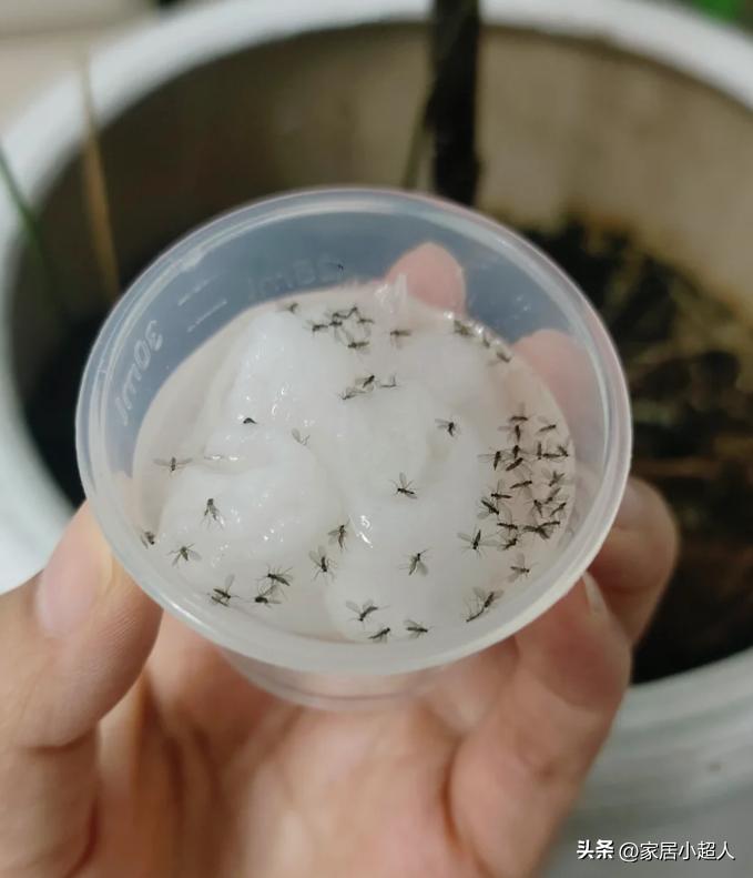 C&aacute;c &ldquo;mẹo chống muỗi&rdquo; đang được nhiều gia đ&igrave;nh &aacute;p dụng m&ugrave;a h&egrave; n&agrave;y: C&oacute; c&aacute;ch chỉ tốn v&agrave;i ngh&igrave;n đồng nhưng hiệu quả bất ngờ- Ảnh 5.