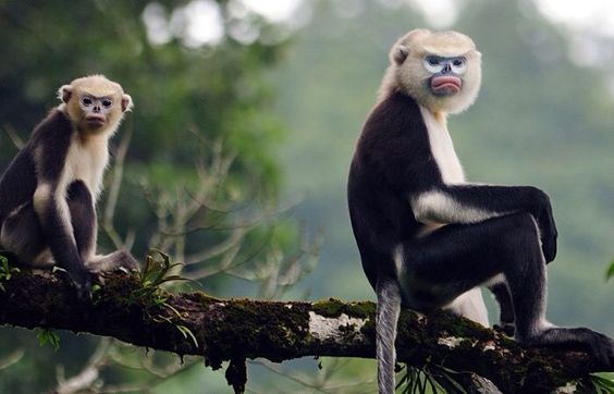 Lo&agrave;i động vật qu&yacute; hiếm chỉ Việt Nam c&oacute;, giới khoa học t&igrave;m c&aacute;ch 