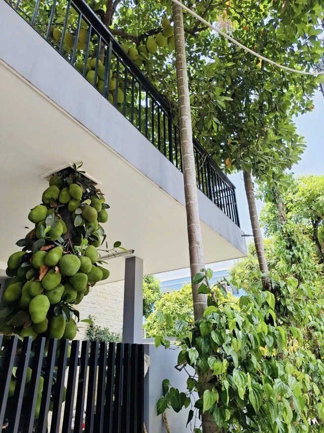 C&acirc;y m&iacute;t trăm quả, mọc chi ch&iacute;t xuy&ecirc;n 2 tầng nh&agrave; ở Đ&agrave; Nẵng, chủ nh&agrave; kh&ocirc;ng b&aacute;n m&agrave; để l&agrave;m 1 việc - Ảnh 2.