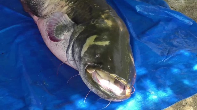 'Thủy qu&aacute;i nước ngọt' d&agrave;i 2,5m, nặng 110kg bất ngờ mắc c&acirc;u: 3 người vật lộn suốt 2 giờ mới k&eacute;o được l&ecirc;n bờ- Ảnh 2.