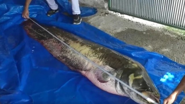 'Thủy qu&aacute;i nước ngọt' d&agrave;i 2,5m, nặng 110kg bất ngờ mắc c&acirc;u: 3 người vật lộn suốt 2 giờ mới k&eacute;o được l&ecirc;n bờ- Ảnh 1.