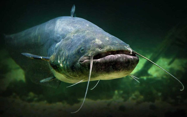'Thủy qu&aacute;i nước ngọt' d&agrave;i 2,5m, nặng 110kg bất ngờ mắc c&acirc;u: 3 người vật lộn suốt 2 giờ mới k&eacute;o được l&ecirc;n bờ- Ảnh 3.