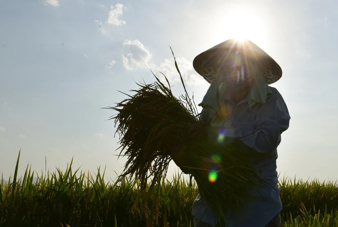 Nắng n&oacute;ng vượt ngưỡng 40 độ C, bệnh viện Bạch Mai tiếp nhận nhiều ca say nắng, sốc nhiệt - Ảnh 3.