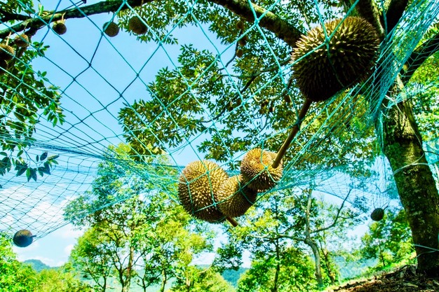 Tr&aacute;nh Việt Nam v&agrave; Th&aacute;i Lan, một đối thủ sầu ri&ecirc;ng chọn lối đi ri&ecirc;ng: Kh&ocirc;ng chạy theo sản lượng, tập trung b&aacute;n ph&acirc;n kh&uacute;c cao cấp tại Trung Quốc- Ảnh 2.