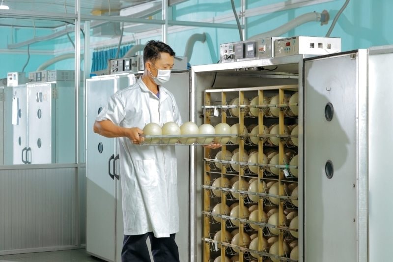 Trung t&acirc;m l&agrave;m ra quả trứng nặng 1,5kg gi&aacute; nửa triệu của một đại gia Việt: Chi phối 60% thị phần, c&ocirc;ng nh&acirc;n phải canh hứng từng quả trứng- Ảnh 1.