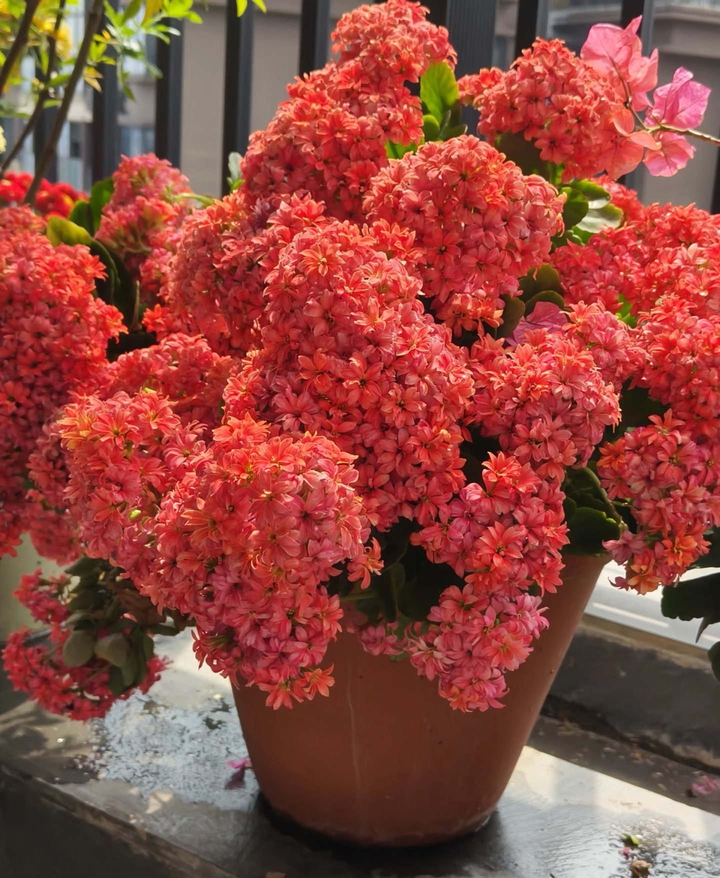 6 loại c&acirc;y cảnh từng &ldquo;hot rần rần&rdquo; nay bị ch&ecirc; chiếm chỗ, kh&oacute; chăm: C&oacute; loại đẹp l&uacute;c mua nhưng sống chẳng nổi v&agrave;i th&aacute;ng - Ảnh 4.