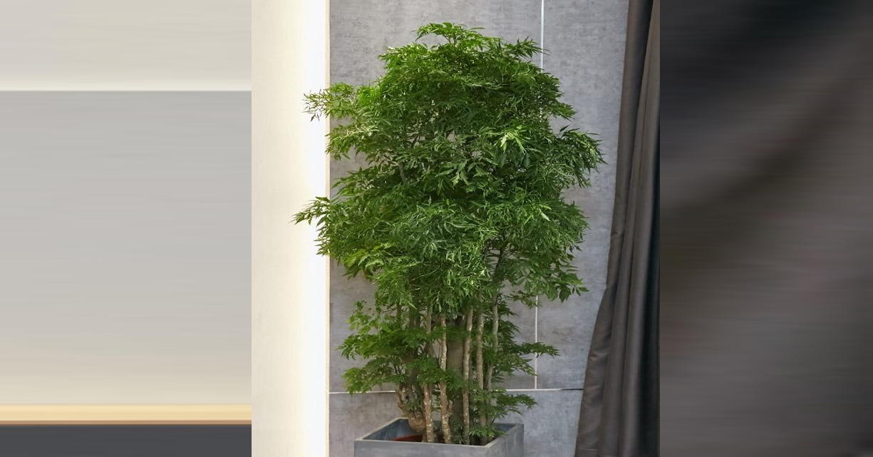 Đặt c&acirc;y đinh lăng đ&uacute;ng vị tr&iacute; để "h&uacute;t" ph&uacute;c kh&iacute;, t&agrave;i lộc cho gia đ&igrave;nh - Ảnh 1.