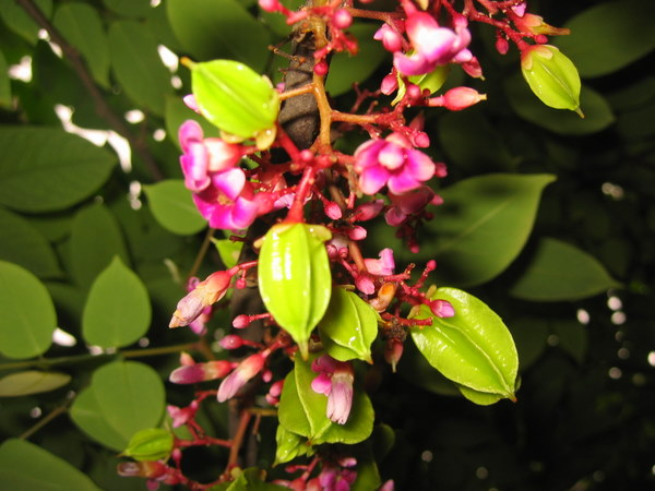 Hiện tượng c&acirc;y khế nở hoa- Ảnh 1.