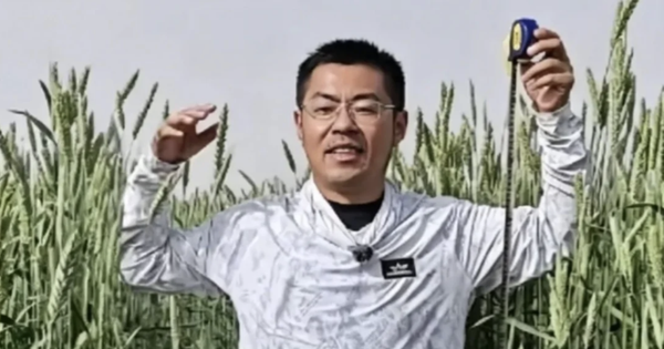 Ph&aacute;t hiện loại l&uacute;a lạ cao hơn con người, được trồng la liệt ở v&ugrave;ng đất gần 700 ha, mỗi năm thu 40.000 tấn - Ảnh 1.