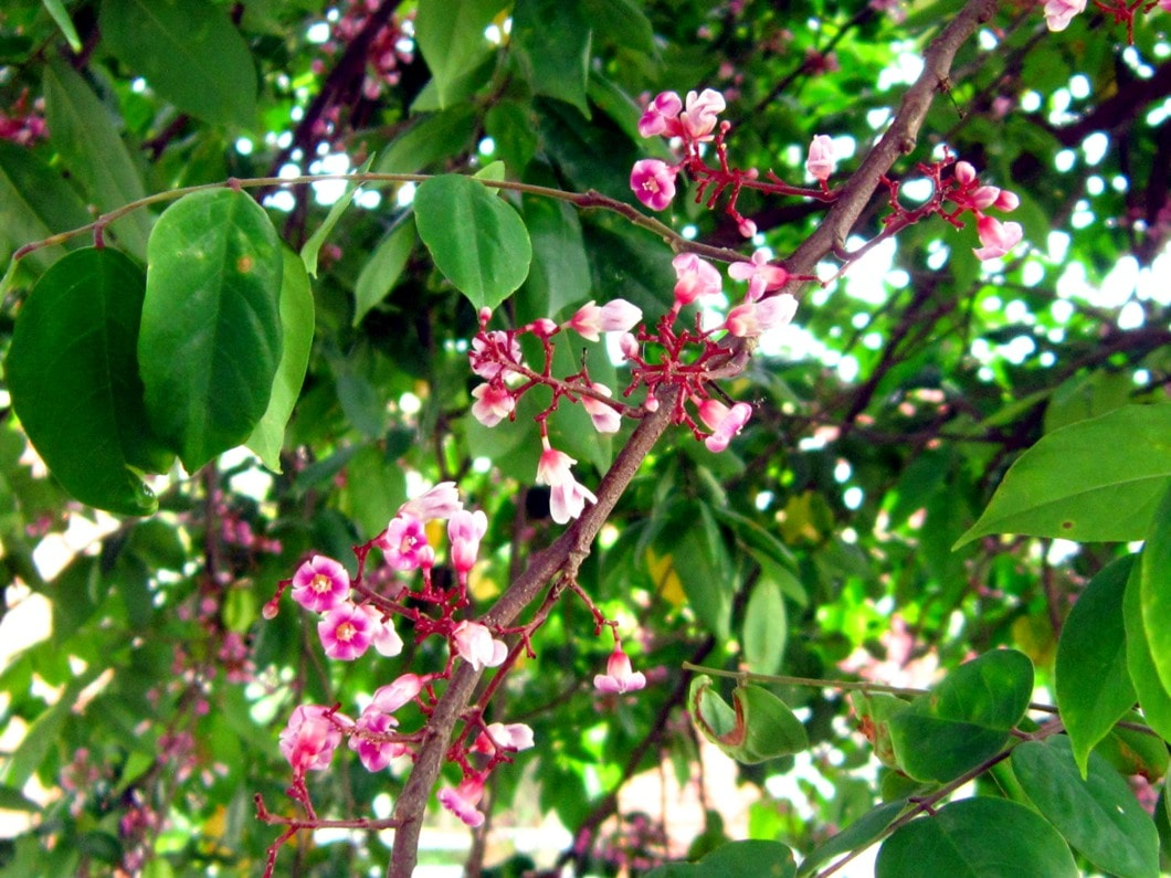 Hiện tượng c&acirc;y khế nở hoa- Ảnh 2.