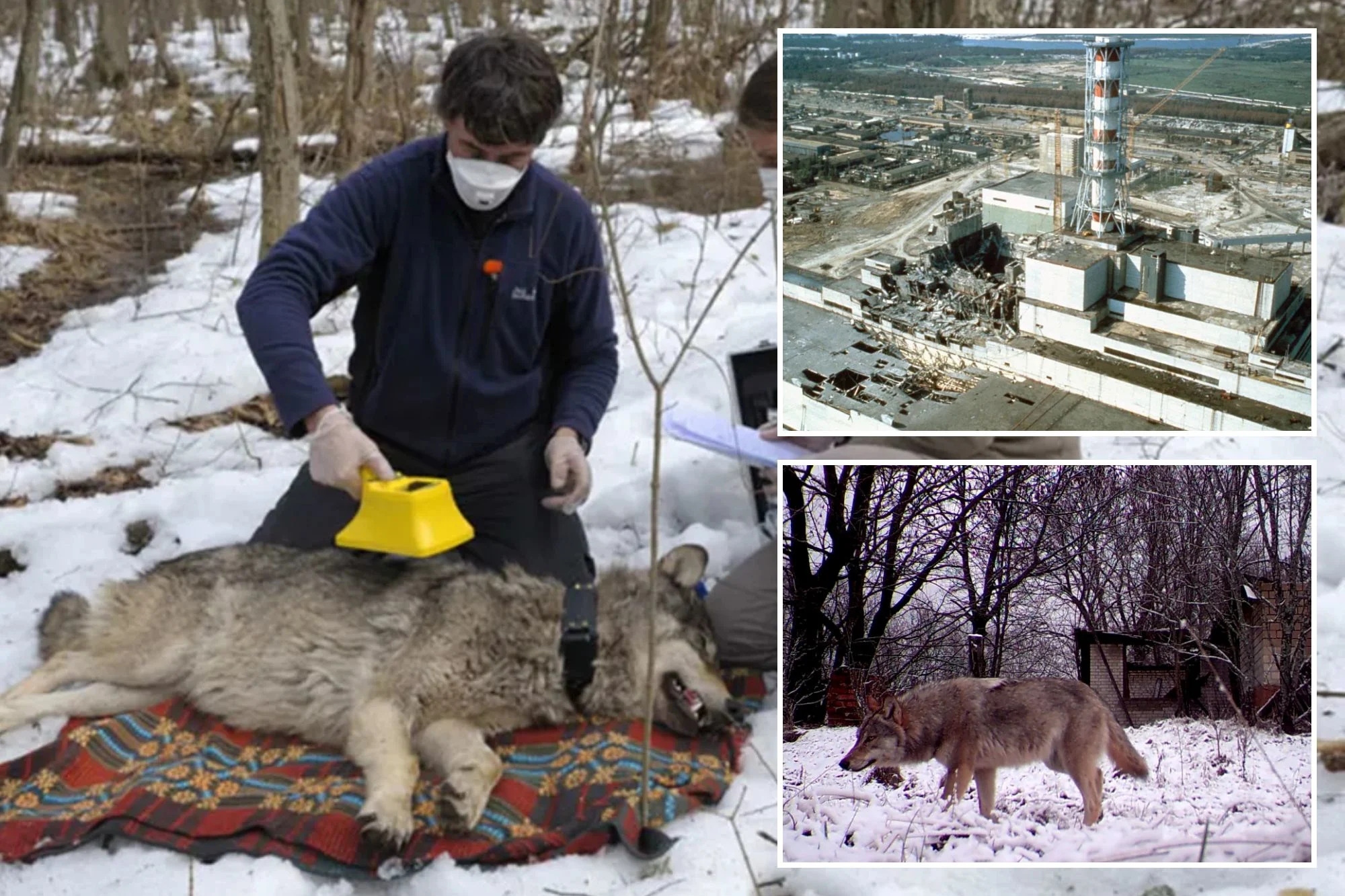 Bầy s&oacute;i sống giữa v&ugrave;ng đất chết Chernobyl đang tiến h&oacute;a kỳ lạ, c&aacute;c nh&agrave; khoa học ph&aacute;t hiện điều đ&aacute;ng kinh ngạc- Ảnh 2.
