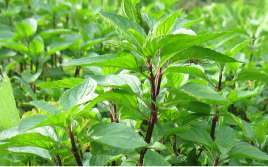Kết th&uacute;c kỳ nghỉ lễ rồi, học ngay c&aacute;c c&aacute;ch "detox" cơ thể nhanh ch&oacute;ng để trở lại c&ocirc;ng việc v&agrave;o thứ Hai đầy năng lượng - Ảnh 2.