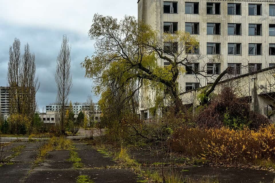 Bầy s&oacute;i sống giữa v&ugrave;ng đất chết Chernobyl đang tiến h&oacute;a kỳ lạ, c&aacute;c nh&agrave; khoa học ph&aacute;t hiện điều đ&aacute;ng kinh ngạc- Ảnh 3.