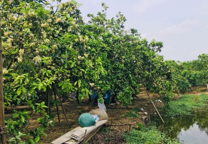 Khi c&acirc;y bưởi nở hoa- Ảnh 2.