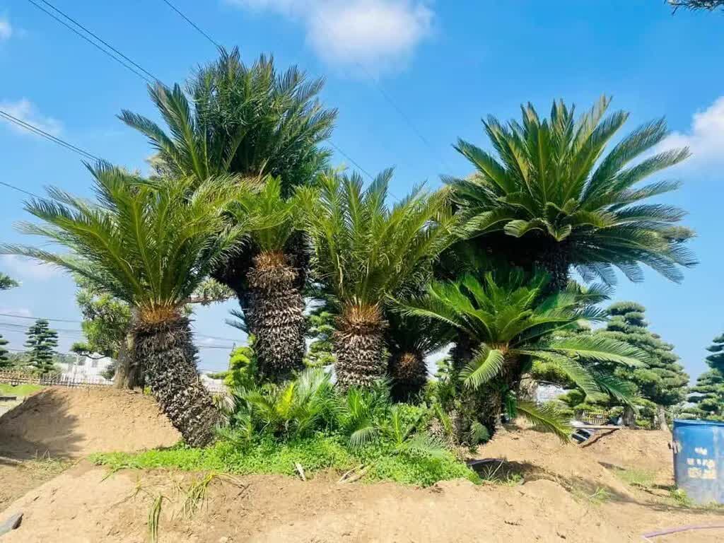 Lợi &iacute;ch khi trồng c&acirc;y vạn tuế- Ảnh 2.