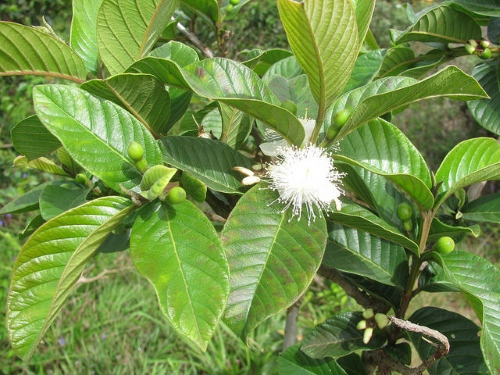 Hiện tượng c&acirc;y ổi nở hoa- Ảnh 1.