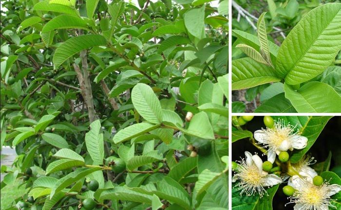Hiện tượng c&acirc;y ổi nở hoa- Ảnh 2.