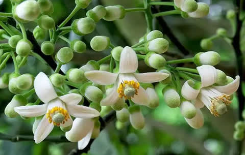 Khi c&acirc;y bưởi nở hoa- Ảnh 1.